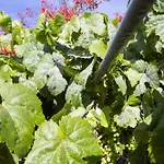 Casa Jacinto Holiday home Santiago Del Teide