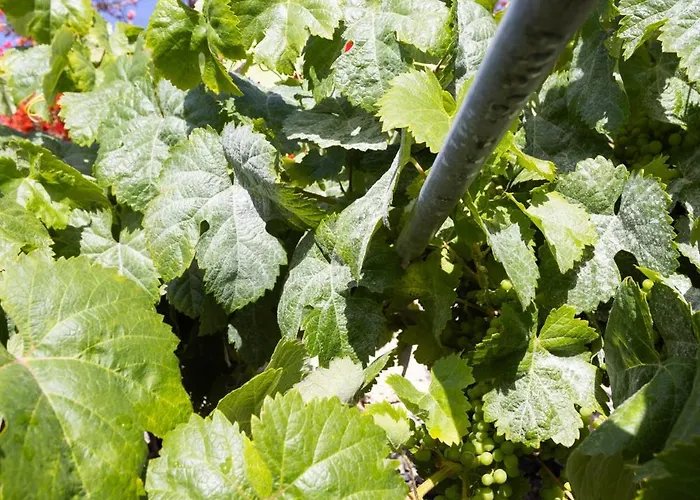 Casa Jacinto Feriehus Santiago del Teide